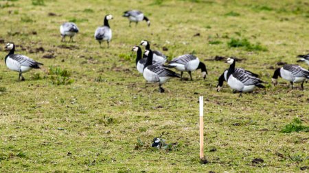 Photo for Lapwing is breeding indicated with a pole between the barnacle geese on a grass meadow on the frisian island schiermonnikoog - Royalty Free Image