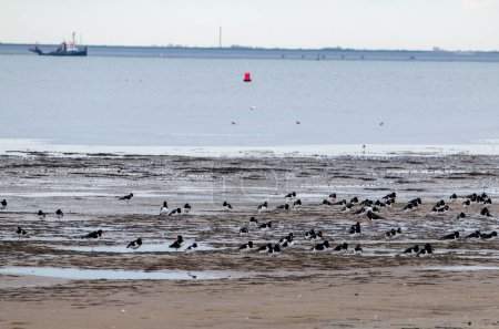 Photo for Group of oystercatcher brids standing at the beach in the morning at the frisian island, Schiermonnikoog, in the Netherlands - Royalty Free Image