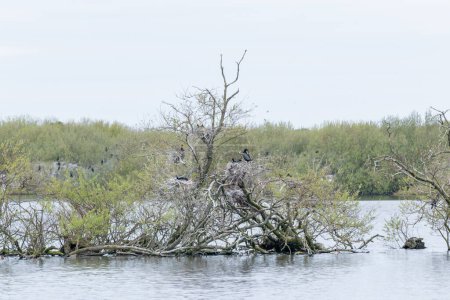Téléchargez les photos : Cormoran assis dans l'arbre dans le lac, l'arbre meurt parce que les cormorans font caca dessus - en image libre de droit