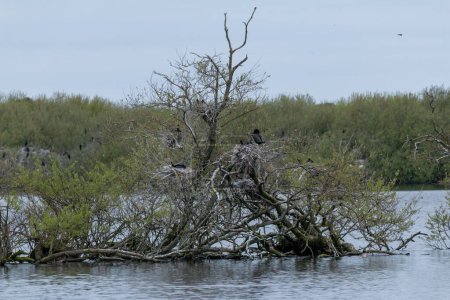 Foto de Cormorán sentado en el árbol en el lago, el árbol se está muriendo porque los cormoranes están cagando en él - Imagen libre de derechos
