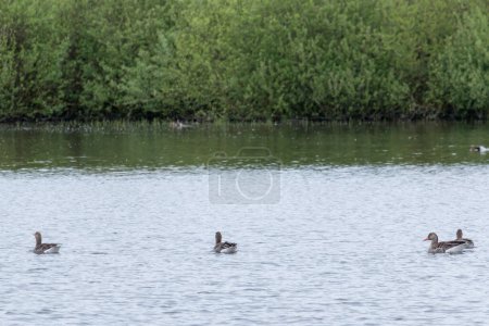 Foto de Ganso gris nadando en un lago - Imagen libre de derechos