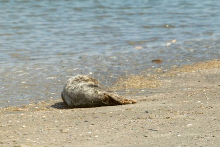 Téléchargez les photos : Lumière de chien de mer sur la plage et est presque mort, repos en paix - en image libre de droit