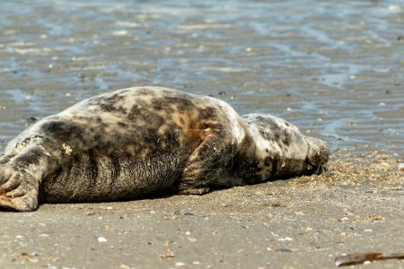 Foto de Luz del perro de mar en la playa y está casi muerto, descansar en paz - Imagen libre de derechos