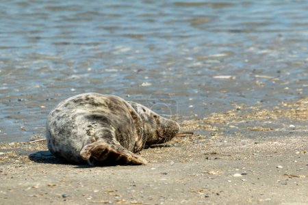 Foto de Luz del perro de mar en la playa y está casi muerto, descansar en paz - Imagen libre de derechos
