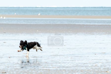 Photo for Dog happily hops on the beach - Royalty Free Image