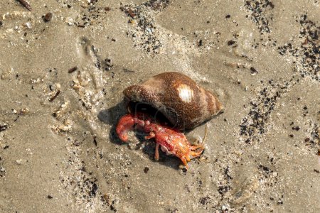 Photo for Mini lobster has crawled out of his shell on the beach - Royalty Free Image