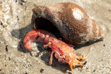 Téléchargez les photos : Mini homard a rampé de sa coquille sur la plage - en image libre de droit