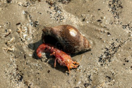 Téléchargez les photos : Mini homard a rampé de sa coquille sur la plage - en image libre de droit