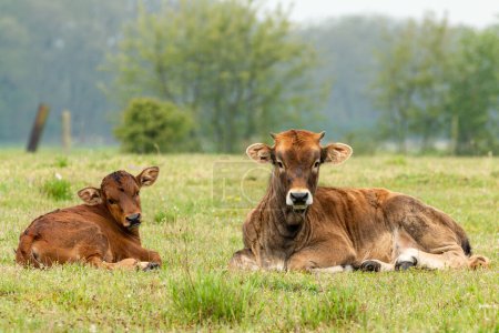 Photo for Taurus cow next to young calf lying in the grass meadow in the Maashorst in Brabant, the Netherlands - Royalty Free Image