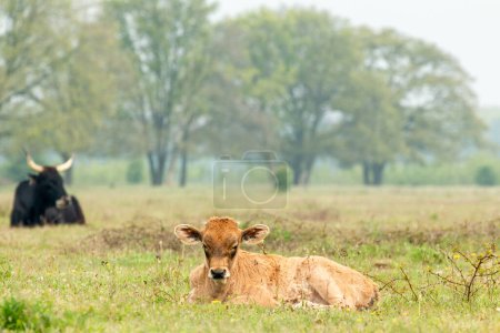 Téléchargez les photos : Jeune veau tauros repose dans le parc national Maashorst au Brabant, aux Pays-Bas - en image libre de droit