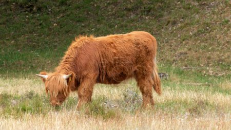 Photo for A brown Scottish Highlander cow stands leisurely, chewing on grass, at the Mookerheide nature reserve in the province of Limburg, the Netherlands. - Royalty Free Image
