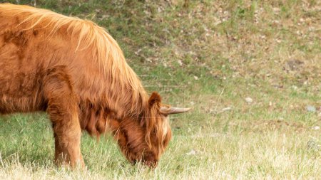Photo for A brown Scottish Highlander cow stands leisurely, chewing on grass, at the Mookerheide nature reserve in the province of Limburg, the Netherlands. - Royalty Free Image
