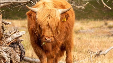 Photo for An close-up shot captures a Brown Scottish Highlander cow chewing its dry grass while making eye contact with the camera at the Mookerheide nature reserve in the province of Limburg, the Netherlands. - Royalty Free Image