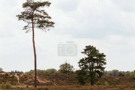 Téléchargez les photos : Paysage naturel du parc national le Haterse et Overasseltse Vennen à Overasselt, province de Gueldre, Hollande par une journée nuageuse et ensoleillée en été - en image libre de droit