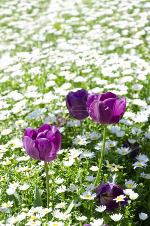 Téléchargez les photos : Turkey Istanbul Beylerbeyi Palace purple tulips among white daisies. - en image libre de droit