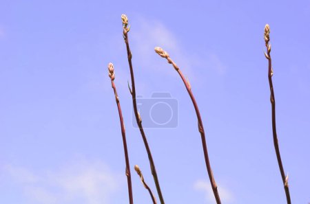 Photo for USA California Los Angeles Playa Vista May 8 2023 flower stalks of succulents against the sky in pastel colors nice background. - Royalty Free Image