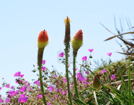 Foto de Estados Unidos California Los Angeles Playa Vista 8 de mayo 2023 florecientes suculentas. - Imagen libre de derechos