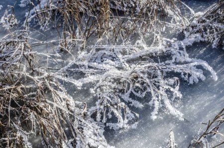 Téléchargez les photos : Beau gel sur l'herbe forme un motif très attrayant. - en image libre de droit