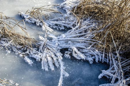 Téléchargez les photos : Beau gel sur l'herbe forme un motif très attrayant. - en image libre de droit