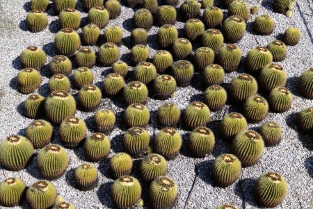 Cacti with a greenish-yellow hue, tightly grouped together. Each cactus has pronounced vertical ridges and is covered in small spines, giving them a textured appearance.