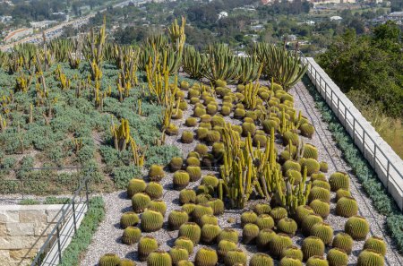 Cacti with a greenish-yellow hue, tightly grouped together. Each cactus has pronounced vertical ridges and is covered in small spines, giving them a textured appearance.