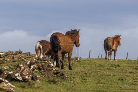 Photo for Brown wild horses grazing in the mountains of A Capelada, Galicia, Spain - Royalty Free Image