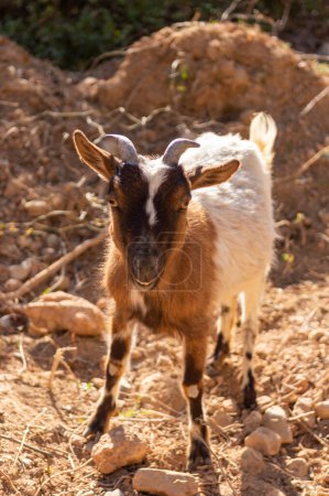 Photo for Portrait of a young goat at an early age in its natural environment - Royalty Free Image