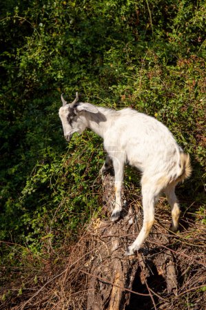 Photo pour Chèvre noire, blanche et brune grimpant sur un tronc pour manger de l'herbe tendre à l'extérieur - image libre de droit