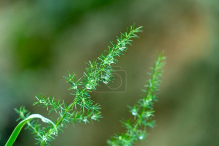 grüne Pflanze ähnlich Dill oder Fenchel mit Wassertropfen und verschwommenem Hintergrund