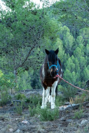Téléchargez les photos : Pâturage de chevaux dans la brousse en pleine nature - en image libre de droit