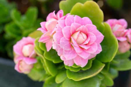 Photo for Close-up image of a pink-flowered kalanchoe plant specimen - Royalty Free Image
