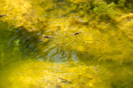 imagen de tres especímenes de gerris lacustris en la superficie del agua del río