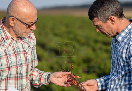 Photo for Unhappy farmers holding branch of chili pepper with disease of vegetable and leaves - Royalty Free Image