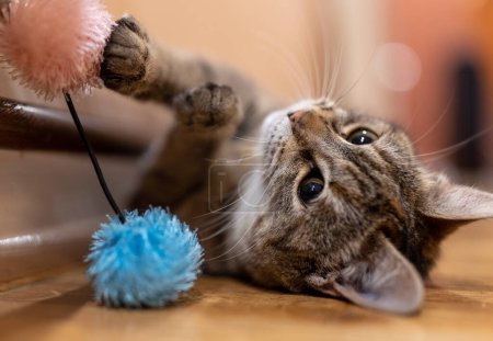 Foto de Close up of cute small cat lying on floor and playing with fluffy toy - Imagen libre de derechos