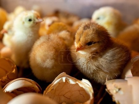 Téléchargez les photos : Œufs d'incubation en incubateur. Groupe de petits poussins nouveau-nés mignons - en image libre de droit