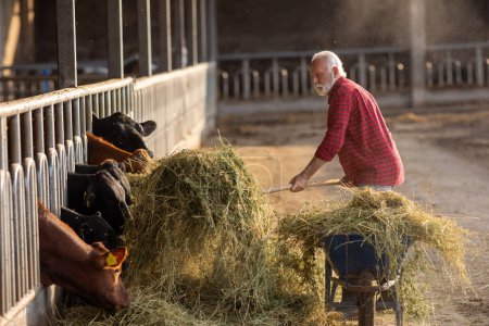 Foto de Granjero maduro alimentando vacas con heno y alfalfa de carretilla en granja - Imagen libre de derechos