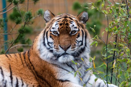 Capture the majesty of the wild with this stunning image of an Amur Tiger. The detailed close-up showcases the tigers iconic orange and black stripes and piercing gaze. Perfect for wildlife enthusiasts or to enhance any p