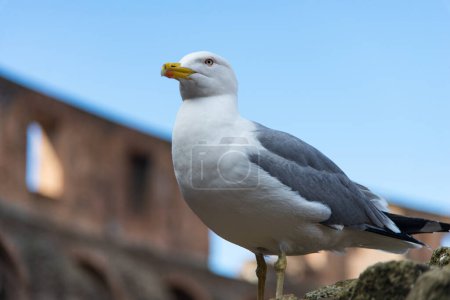 A detailed close-up of a seagull with the Colosseum in Rome as a blurred background, highlighting the intersection of urban wildlife and ancient history.