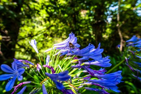 close up of Agapanthus inapertus Beauverd Azure among the Eucalyptus forest in Madeira Portugal