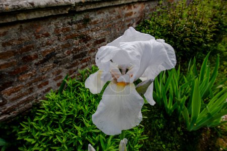 Téléchargez les photos : Gros plan de iris germanica à Orgiano Vicenza Veneto Italie - en image libre de droit