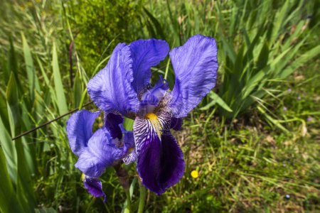 Téléchargez les photos : Gros plan de iris germanica à Orgiano Vicenza Veneto Italie - en image libre de droit
