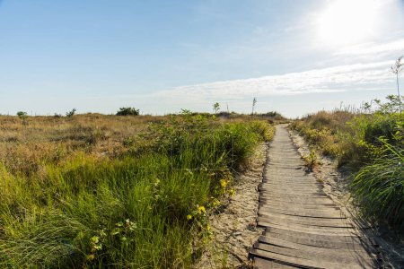 wooden walkway between autumn vegetation and sand dunes in autumn at the Lido of Venice