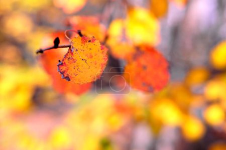 Photo for Close-up of golden autumn foliage with blurry bokeh background - selective focus autumn photo - Royalty Free Image