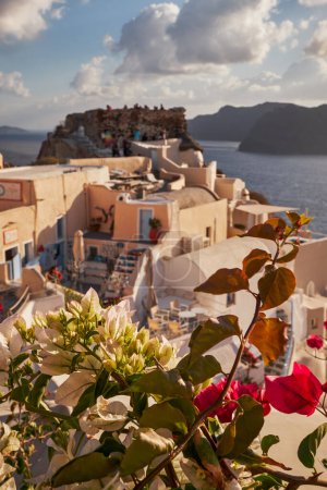 Panoramic Aerial View of the Poscard Perfect Oia Village in Santorini Island, Greece - Traditional White Houses in the Caldera Cliffs - Sunset - Soft Focus with Flowers 