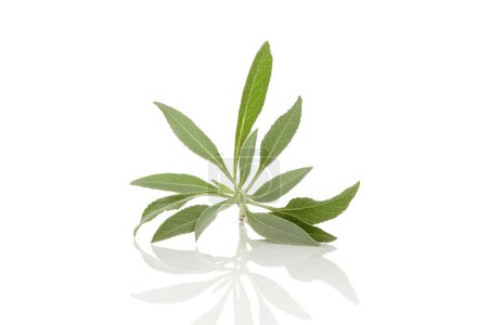 Photo for White sage twig isolated on white background. Salvia apiana - Royalty Free Image