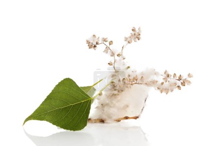 Photo for Silver poplar leaf and seeds. Allergy concept. - Royalty Free Image