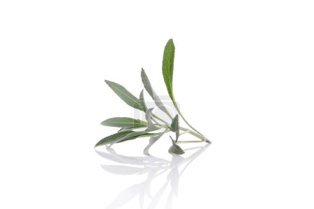 Photo for White sage twig isolated on white background. Salvia apiana - Royalty Free Image
