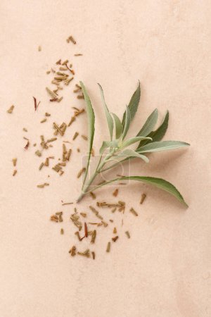 Photo for White sage, salvia apiana isolated on beige background, top view. - Royalty Free Image