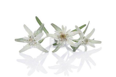 Photo for Edelweiss flower isolated on white background. Leontopodium alpinum. - Royalty Free Image