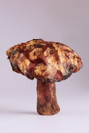 Photo for Big slippery jack edilbe mushroom. - Royalty Free Image